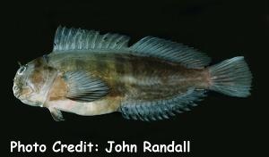  Cirripectes alboapicalis (Blackblotch Blenny)