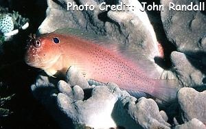  Cirripectes auritus (Blackflap Blenny)