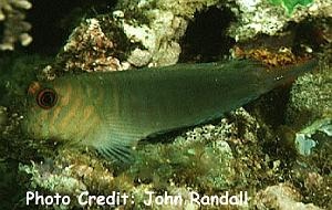  Cirripectes castaneus (Chestnut Eyelash Blenny)