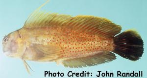  Cirripectes chelomatus (Lady Musgrave Blenny)