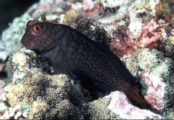  Cirripectes imitator (Imitator Blenny)