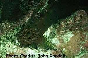  Cirripectes obscurus (Gargantuan Blenny)