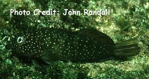  Cirripectes quagga (Squiggly Blenny)