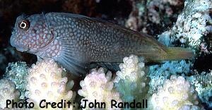  Cirripectes stigmaticus (Red-streaked Blenny, Ember Blenny)