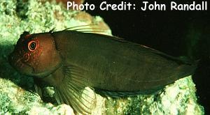  Cirripectes vanderbilti (Scarface Blenny)