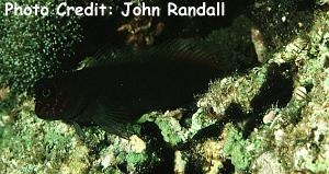  Cirripectes variolosus (Red-speckled Blenny)