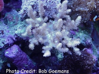  Cladiella australis (Colt Coral, Finger Branching Soft Coral, Cauliflower Coral)
