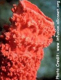 Clathria basilana (Red Vase Sponge)