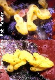  Arthuria canariensis (Yellow Calcareous Sponge)