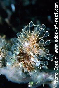  Clavelina detorta (Stalked Tunicate)