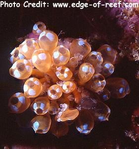  Clavelina diminuta (White-spot Ascidian)