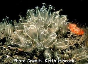  Clavelina lepadiformis (Sea Squirt)