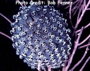  Clavelina picta (Busy Sea Squirt, Painted Tunicate)