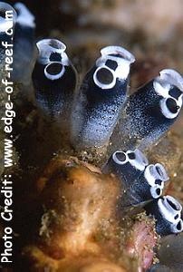  Clavelina robusta (Cat Eye Squirt, Singing Tunicate)