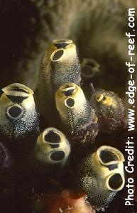  Clavelina viola (Colonial Purple Tunicate)