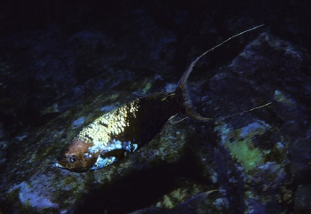  Clepticus africanus (African Creole Wrasse)