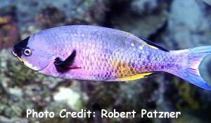  Clepticus parrae (Creole Wrasse)