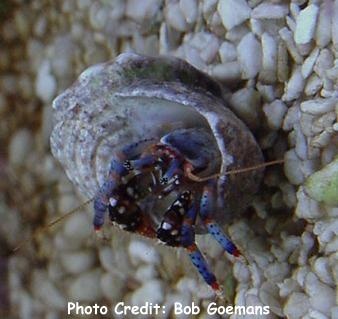  Clibanarius tricolor (Tricolor Hermit, Blue-leg Hermit, Blue-Knee Hermit, Dwarf Blue Hermit, Equal-Handed Hermit)