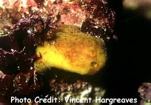  Cliona caribbaea (Encrusting Yellow Sponge)