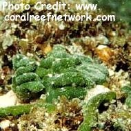  Codium arabicum (Lumpy Seaweed)