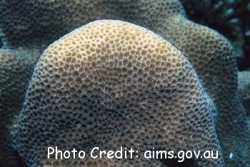  Coeloseris mayeri (Boulder Coral)