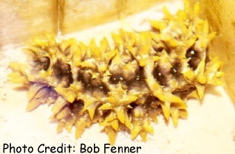  Colochirus robustus (Yellow Cucumber)