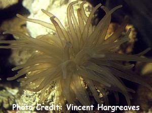  Condylactis auranitica (Golden Anemone)