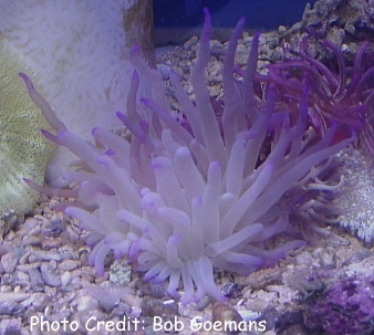  Condylactis passifloria (Florida Pink-tip Anemone)