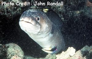  Conger  cinereus (Mustache Conger Eel, Longfin Conger Eel)