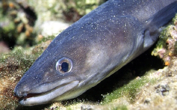  Conger conger (European Conger Eel)