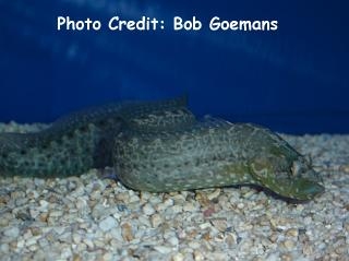  Congrogadus subducens (Green Wolf Eel, Carpet Eel Blenny)