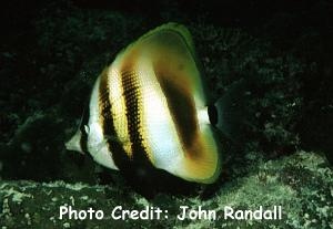  Coradion altivelis (Highfin Coralfish, Tawneygirdled Butterflyfish, Altivelis Butterflyfish)