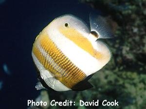  Coradion chrysozonus (Orangebanded Coralfish, Goldengirdled Coralfish)