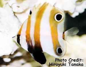  Coradion melanopus (Twospot Coralfish, Twoeye Corahfish)