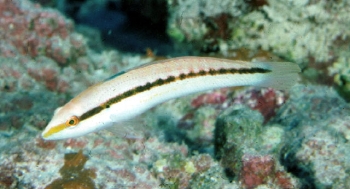  Coris centralis (Central Pacific Coris)