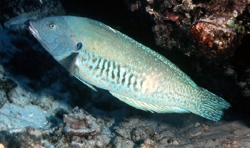  Coris flavovittata (Yellowstripe Coris)