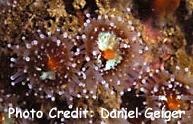  Corynactis california (California Coral Anemone)
