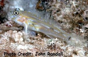  Coryphopterus eidolon (Pallid Goby)