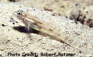  Coryphopterus glaucofraenum (Bridled Goby)