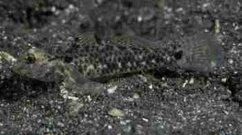  Coryphopterus humeralis (Shoulderspot Sand Goby )