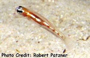  Coryphopterus hyalinus (Glass Goby)