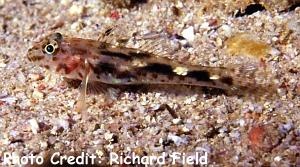  Coryphopterus inframaculatus (Innerspotted Sand Goby)