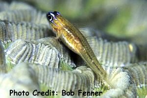  Coryphopterus lipernes (Peppermint Goby)