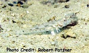  Coryphopterus neophytus (Common Fuse Goby)