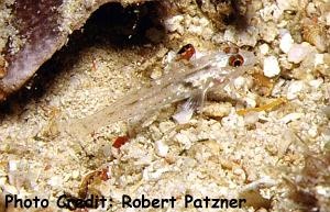  Coryphopterus signipinnis (Sailfin Goby)