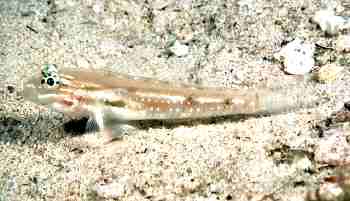  Coryphopterus tortugae (Patch-reef Goby)