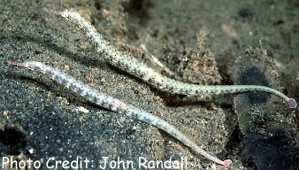  Corythoichthys intestinalis (Dragon Pipefish, Scribbled Pipefish)