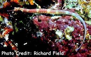  Corythoichthys nigripectus (Blackbreasted Pipefish)