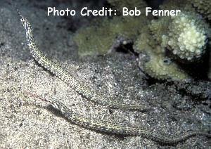  Corythoichthys schultzi (Guilded Pipefish)