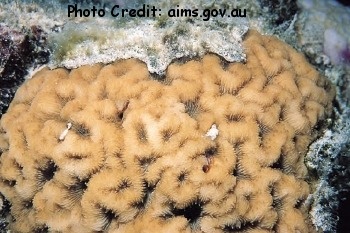  Coscinaraea crassa (Encrusting Coral)